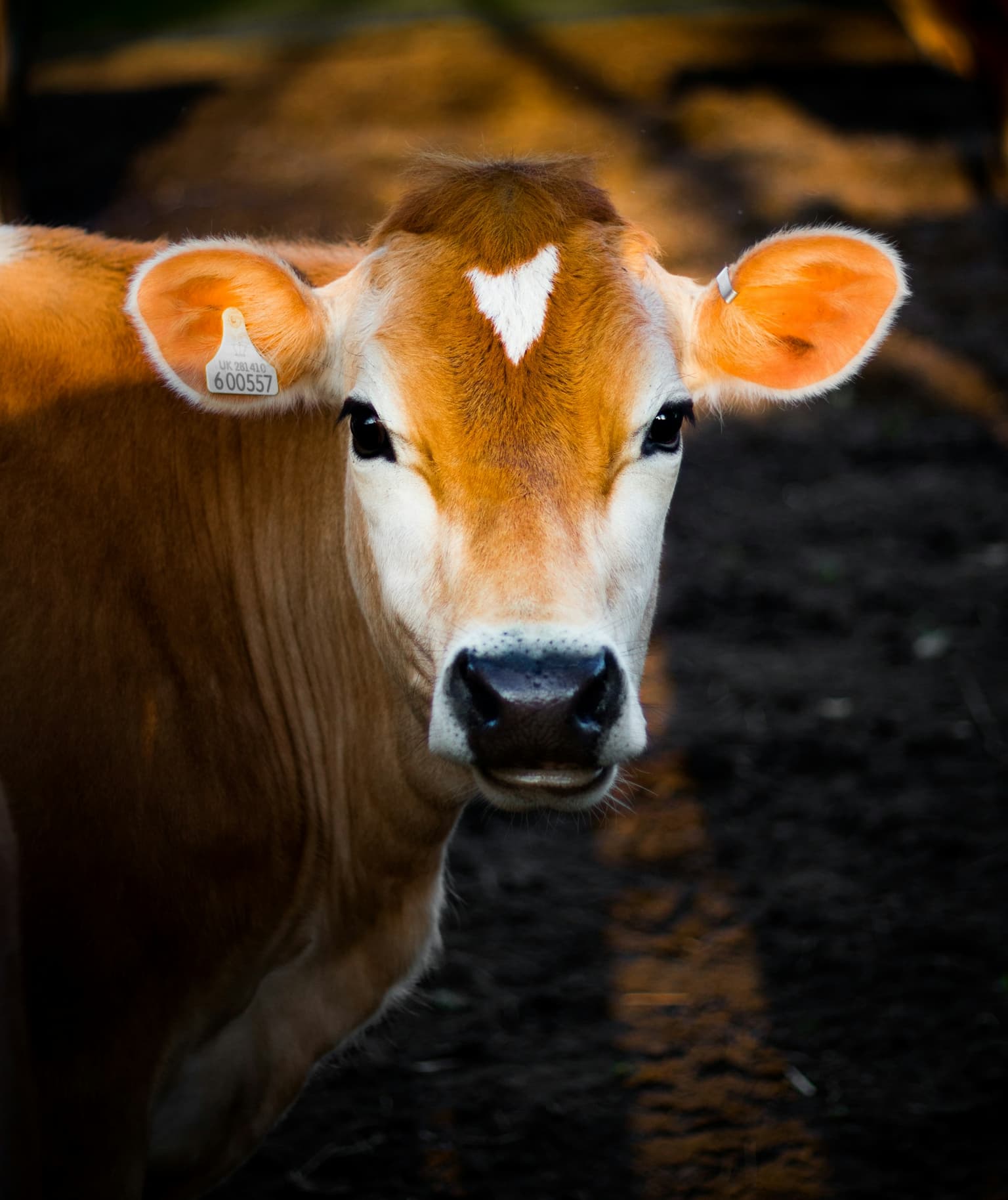 Tierschutz